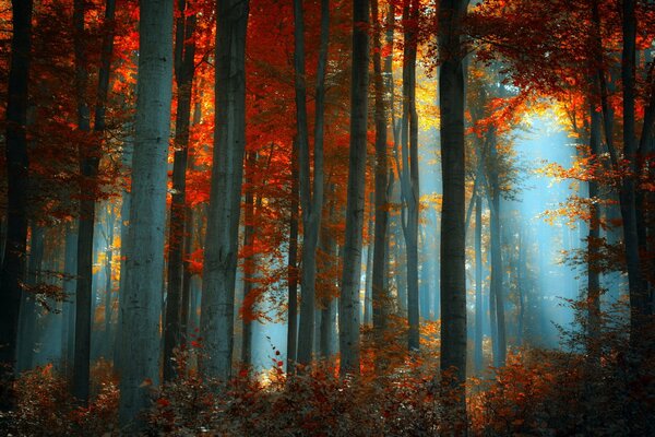 Bosque denso de otoño con la iluminación del sol