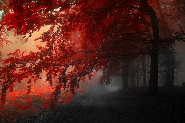 Foglie rosse dell albero in autunno