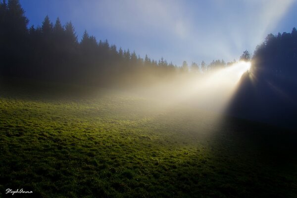 Lumière pénétrant dans la clairière dans la forêt