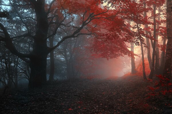 Bosque sombrío con acento rojo en la distancia