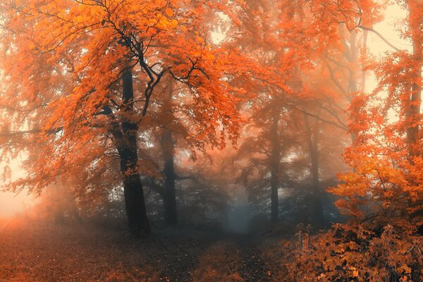 Autumn misty forest at dawn