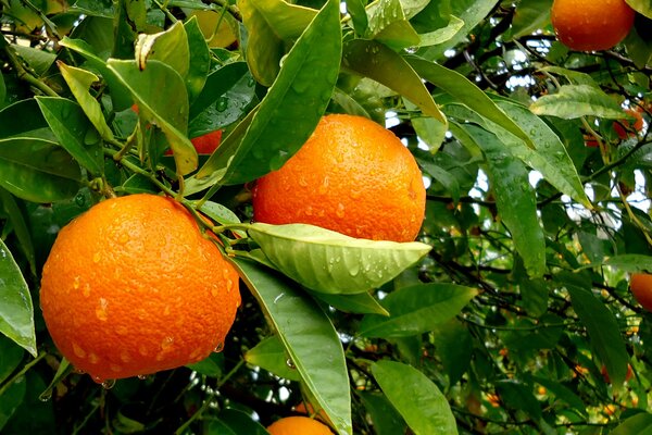 Oranges on a branch after the rain