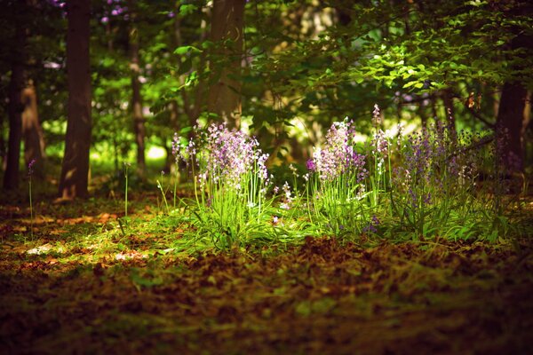 Beautiful flowers in the forest in the sunlight