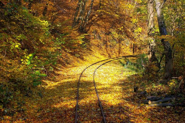 Railway rails in the autumn forest