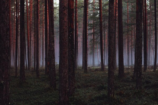 La nebbia incombe sul bosco