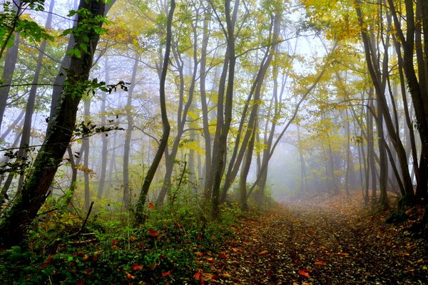 Un misterioso bosque de árboles torcidos