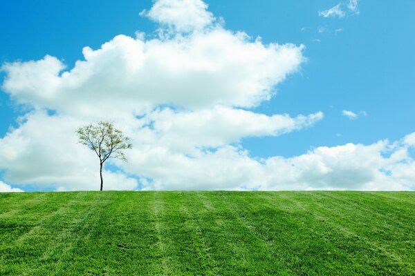 Arbre solitaire au début du printemps