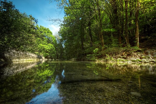 Ein ruhiger Fluss, der in einen dichten Wald strebt