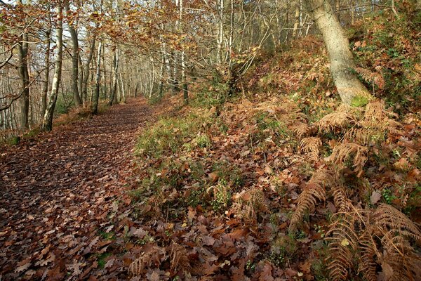 Pendio cosparso di foglie in erba e alberi ingialliti