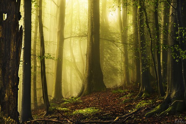 Grüner Nebel im Wald in der Natur