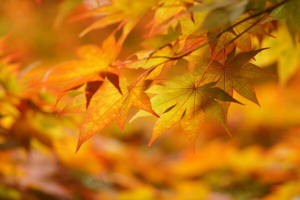 Tiro de follaje de otoño para el estado de ánimo