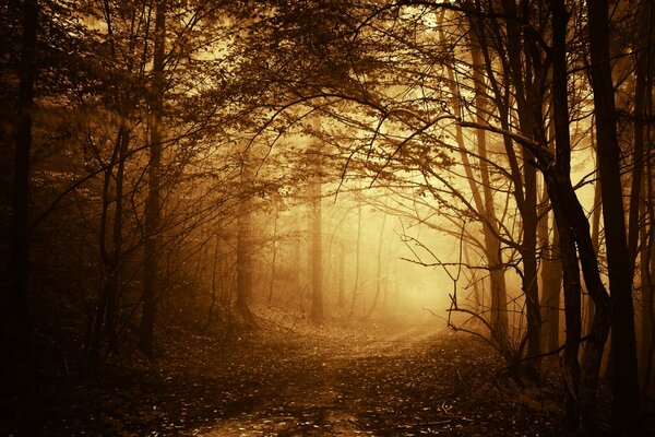 Straße im dunklen Wald