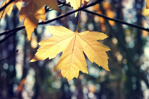 Hoja de arce de otoño en una rama