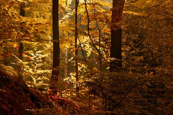 Rayon de soleil dans la forêt d automne