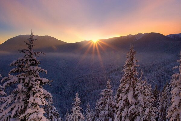 Hermosa puesta de sol en el bosque de invierno