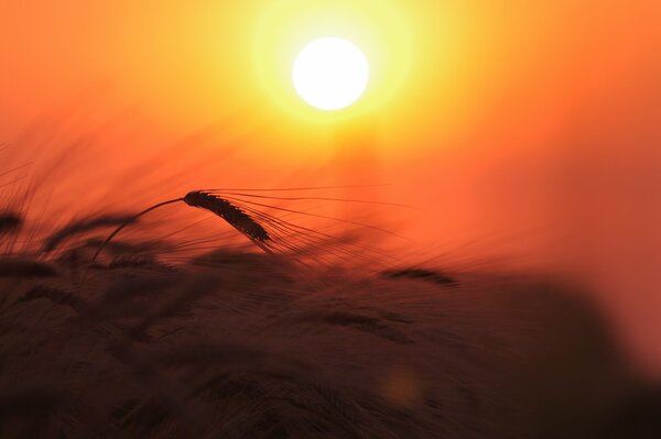 Al atardecer, el sol se pone bajo lo que hace daño a la espiga de trigo