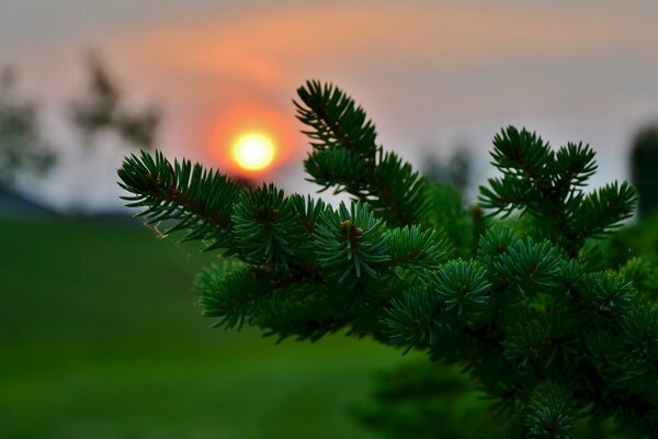 Coniferous forest at sunset bokeh