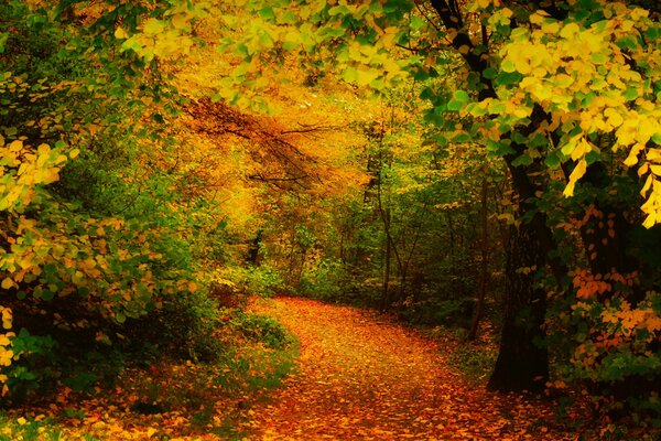 Herbstbäume in goldenem Laub, ein Pfad im Herbstwald, der mit goldenen Blättern bedeckt ist, die verwelkte Schönheit des goldenen Herbstes