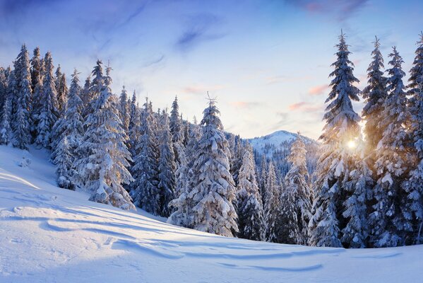 Snow-covered fir trees in the forest on the mountain