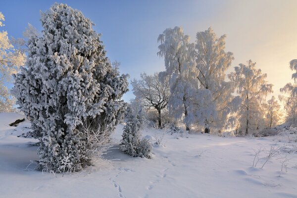 Trees in the snow in Sweden