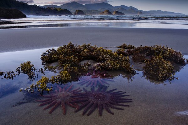 Sonnensterne am Strand im Meer