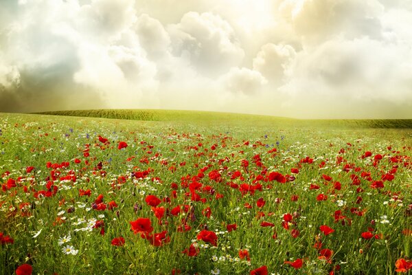 Schönes Feld mit roten Mohnblumen und Gänseblümchen