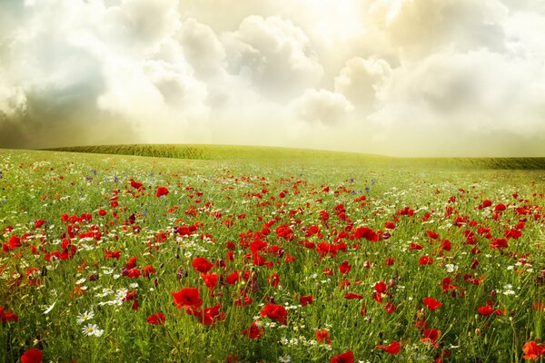 A beautiful field with red poppies and daisies