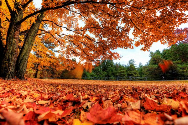 Le foglie rosse cadono dagli alberi