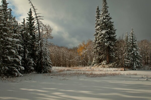 Twilight over the winter forest. Snow glade