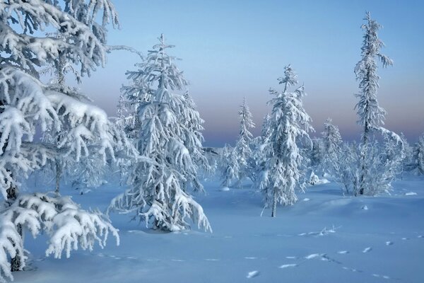 Snow-covered fir trees in deep snow
