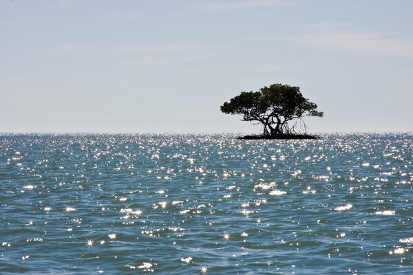 Mangrove sur une île en mer