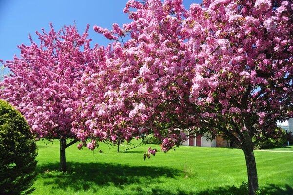 La maravillosa belleza de los árboles que florecen en el Jardín