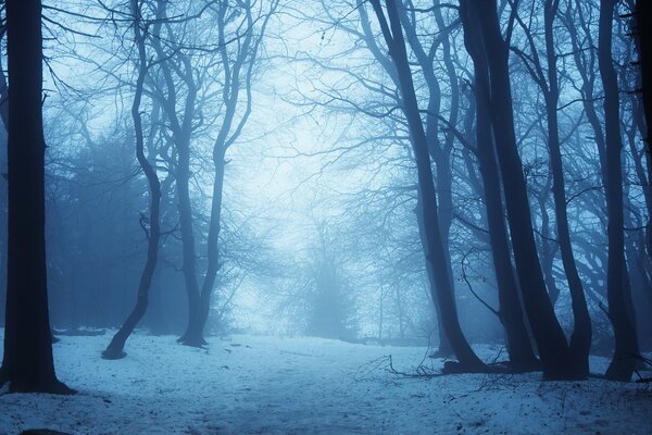 Crépuscule de la forêt enneigée d hiver