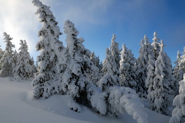 Fiaba nella foresta invernale