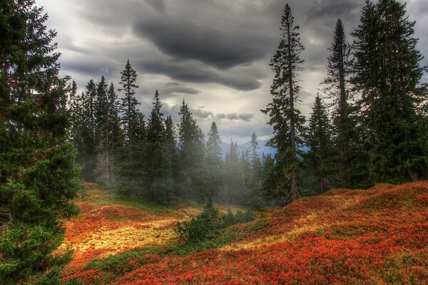 Dunkle Wolken über dem Herbstwald mit Nebel gehüllt