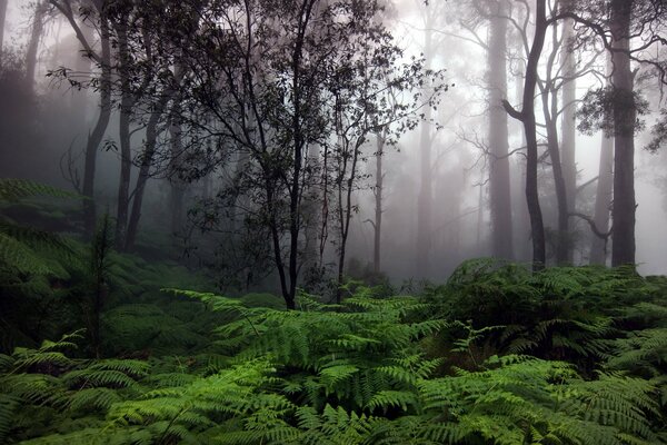 Nebel im Wald und Farne unten