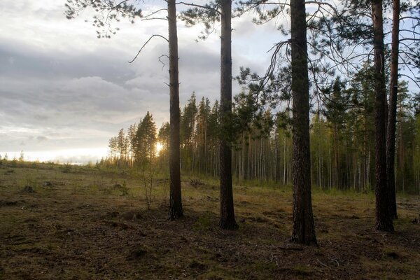 The beauty of nature at evening sunset