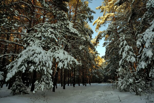 Sonniger Wintertag im Wald