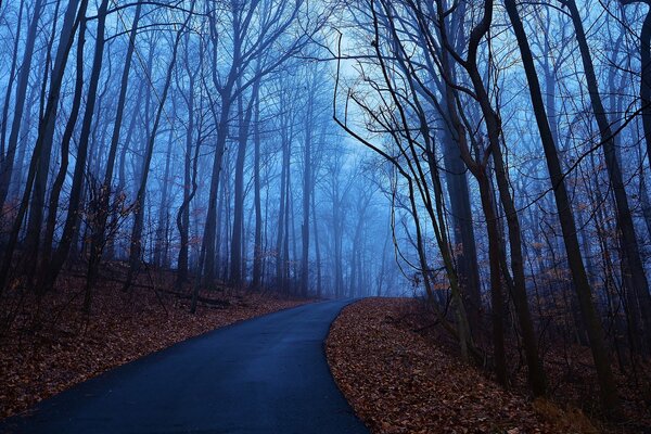 Camino en el bosque de niebla azul