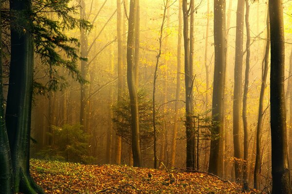 Der schöne Wald im Herbst riecht nach herabfallendem Laub