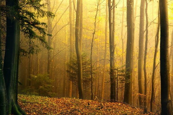 La bella foresta puzza di lettiera in autunno