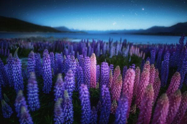 Night photo of lupin by the lake