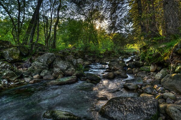 Estrecho río poco profundo entre las rocas en medio de un bosque verde