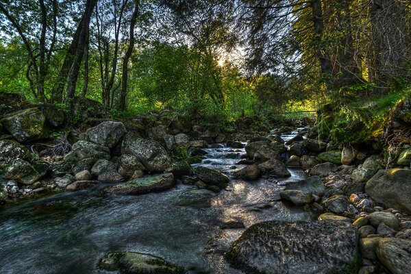 Stretto fiume poco profondo tra le pietre tra la foresta verde