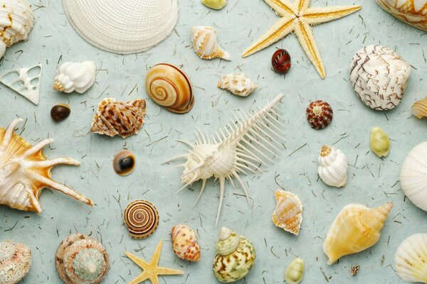 Starfish and many other shells