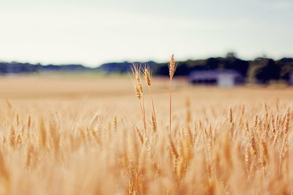 Espiguillas doradas de trigo en el campo