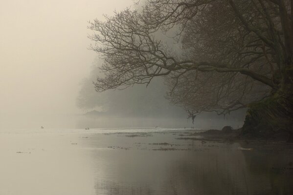 Ramas de árbol en la niebla de la mañana en el río
