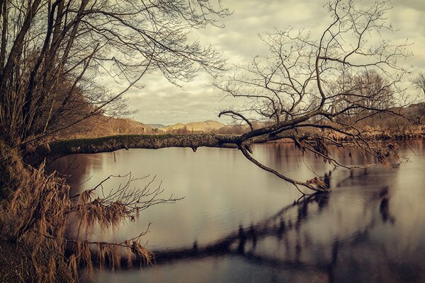 Lac d automne. L arbre est tombé et se reflète dans l eau