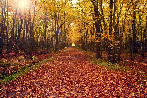 Ardente rossa alech nel parco