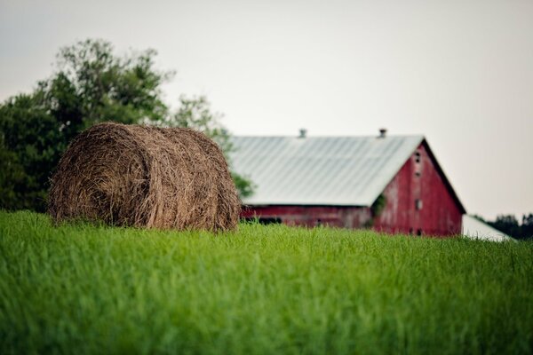 Ferme. Balle de paille sur l herbe verte